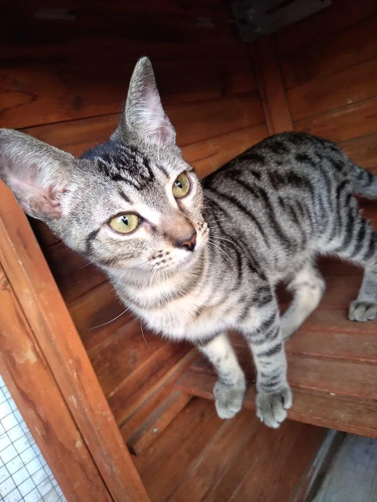 A young medium-sized male Domestic Short Hair cat named Harrison for adoption in San Pedro, CA