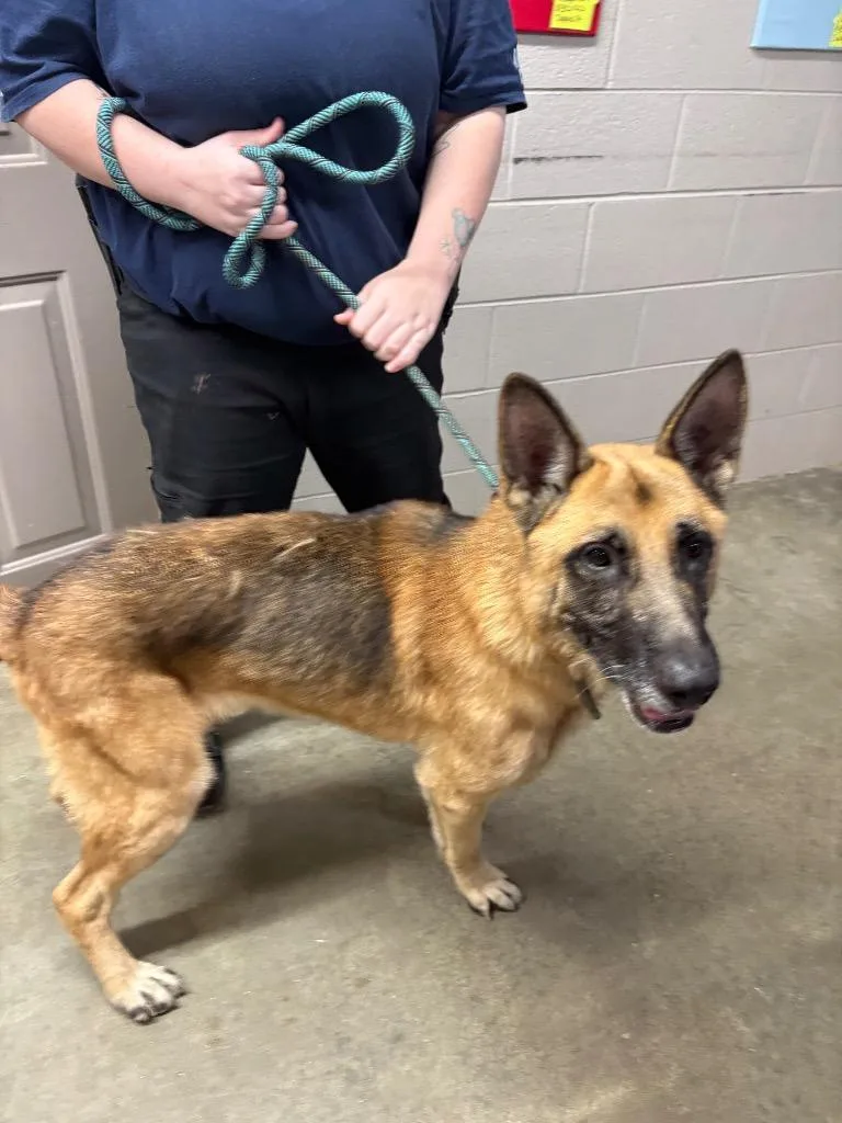 An adult medium-sized male German Shepherd Dog dog named Chase for adoption in Murray, KY