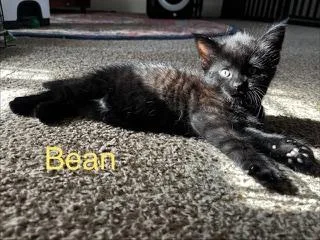 A baby medium-sized female Domestic Short Hair cat named Bean for adoption in Mechanicsburg, PA