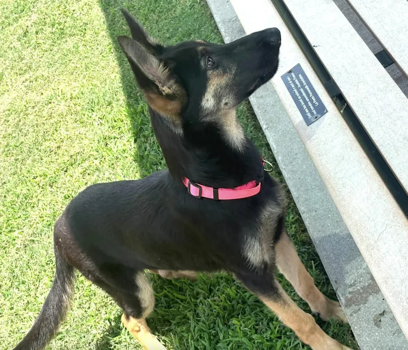 A young medium-sized female German Shepherd Dog dog named Zoey for adoption in Allen, TX