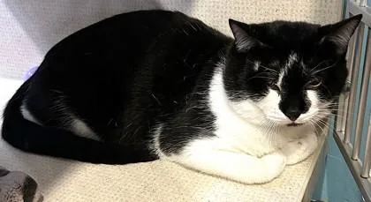An adult medium-sized male Black Domestic Short Hair cat named Walter Bonded To Archer for adoption in Stanwood, WA