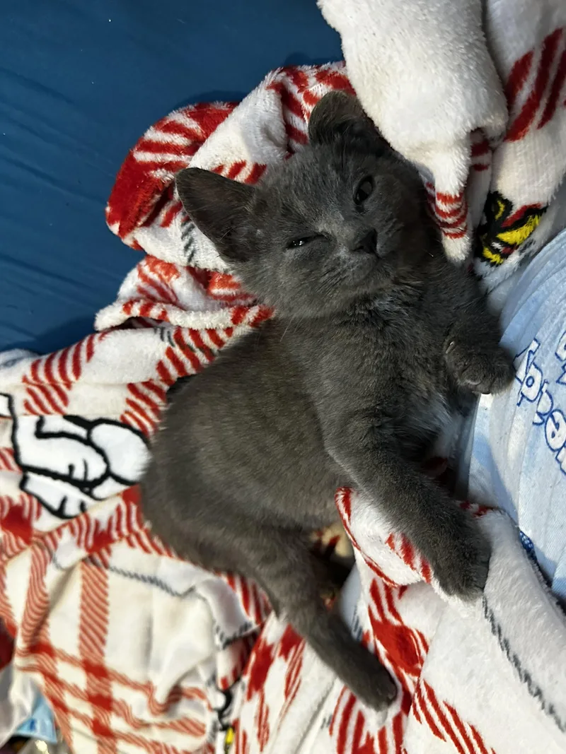A baby small-sized female Gray / Blue / Silver Russian Blue cat named Moonshine for adoption in Homewood, IL