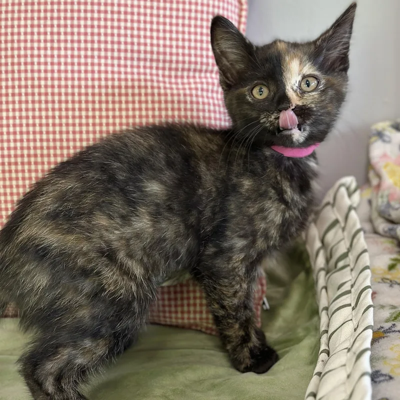 A baby small-sized female Tortoiseshell Domestic Short Hair cat named Enigma for adoption in Victor, NY