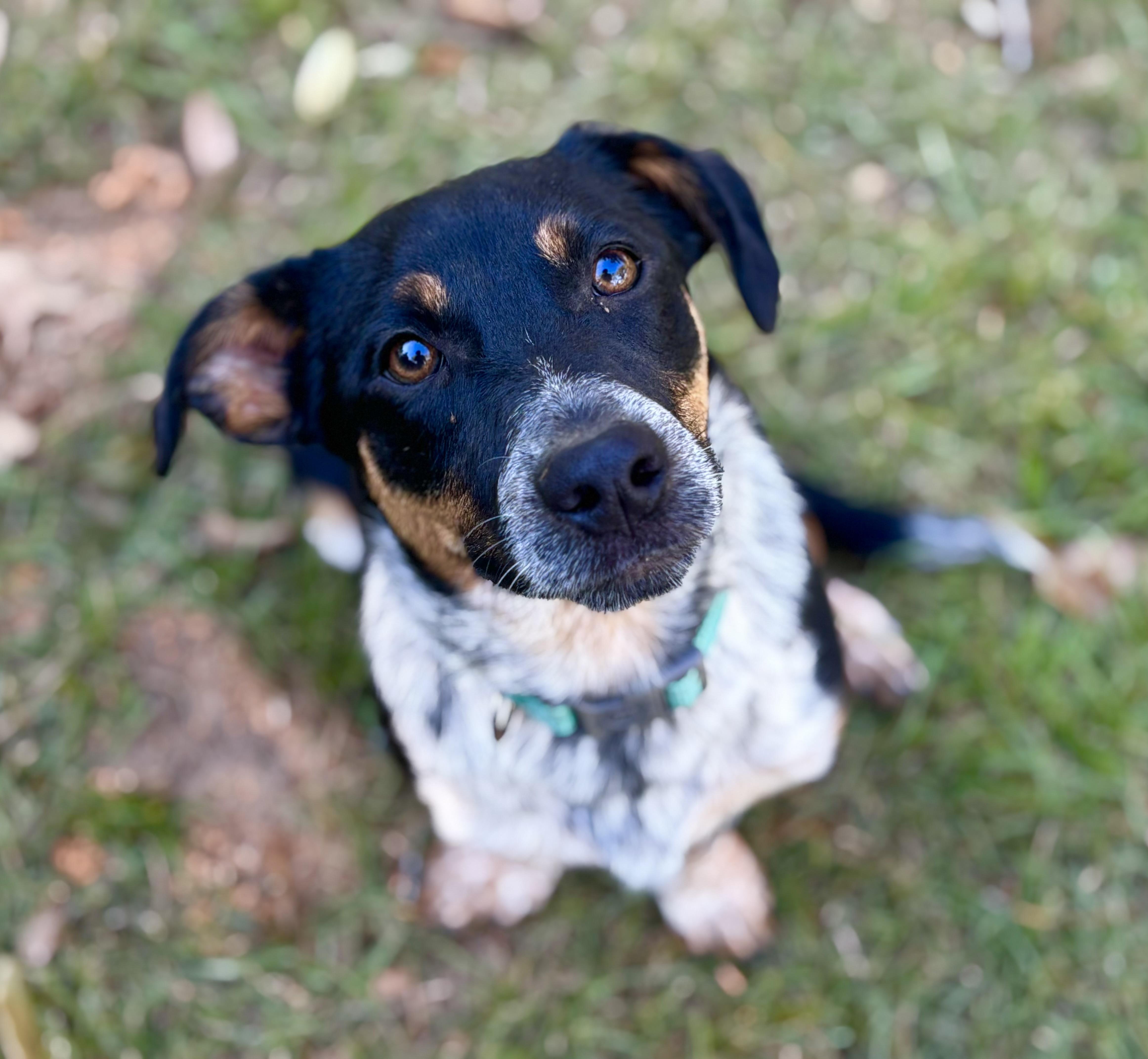 A baby medium-sized male Dachshund dog named Vinny for adoption in Lucedale, MS