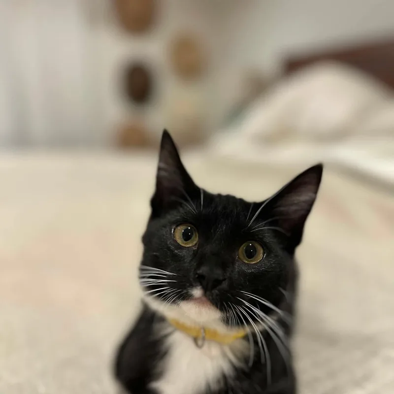 A baby small-sized female Black & White / Tuxedo Domestic Short Hair cat named Raksha for adoption in Gladstone, OR