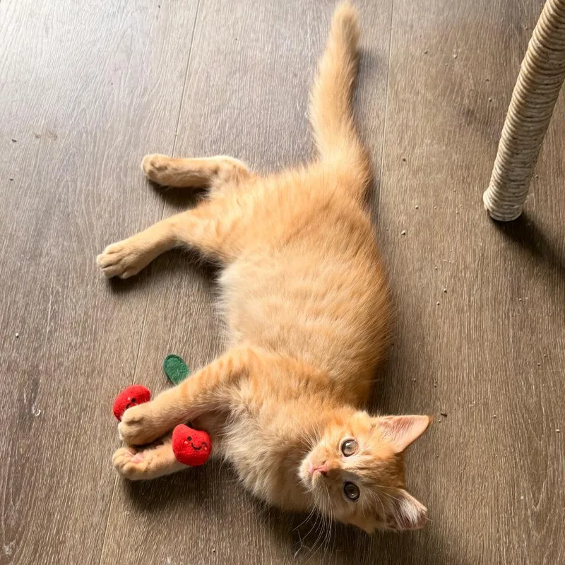 A baby small-sized male Domestic Long Hair cat named Cheeto for adoption in Volcano, HI