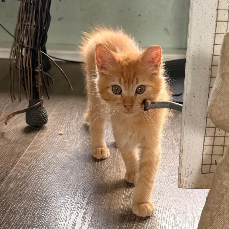 Cheeto thumbnail 2