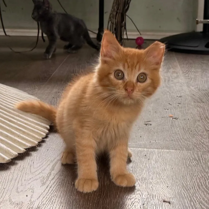 Cheeto thumbnail 3