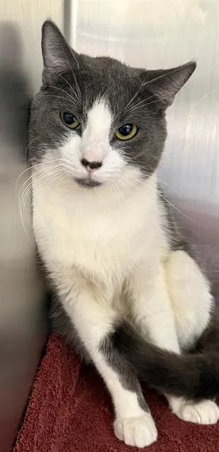 A young medium-sized male Domestic Short Hair cat named Kool for adoption in Upper Marlboro, MD