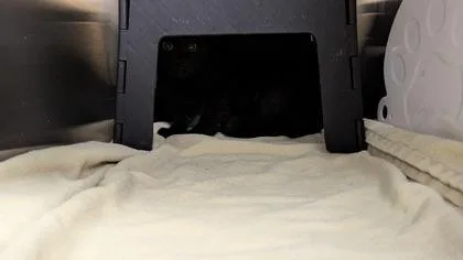 A young medium-sized male Black Domestic Short Hair cat named Couch Parrot for adoption in Wichita, KS