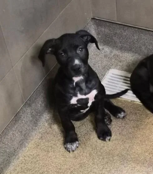 A baby small-sized male Mixed Breed dog named Lang for adoption in Rome, GA