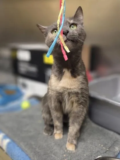 An adult medium-sized female Domestic Short Hair cat named Sugar Cube for adoption in Westland, MI