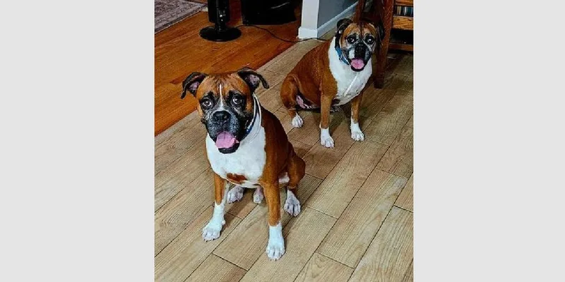 A senior medium-sized female Boxer dog named Alli for adoption in Hewitt, TX