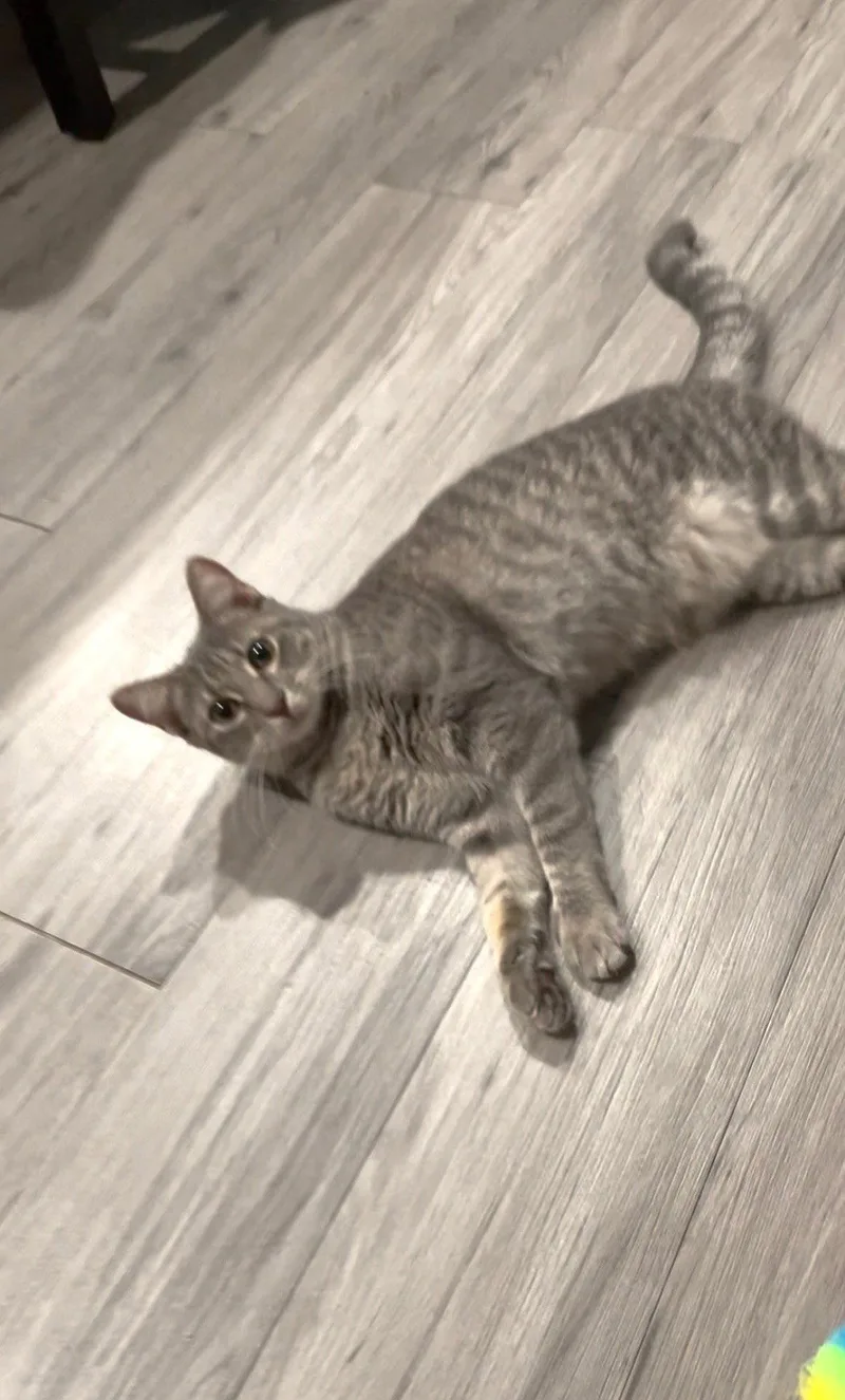 A young medium-sized female Domestic Short Hair cat named Whiskers for adoption in Cypress, TX