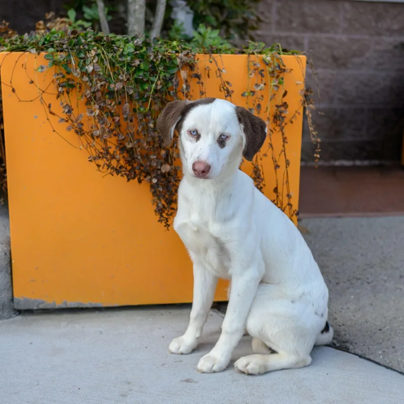 A baby medium-sized female Husky dog named Blanca for adoption in Hamilton, NJ
