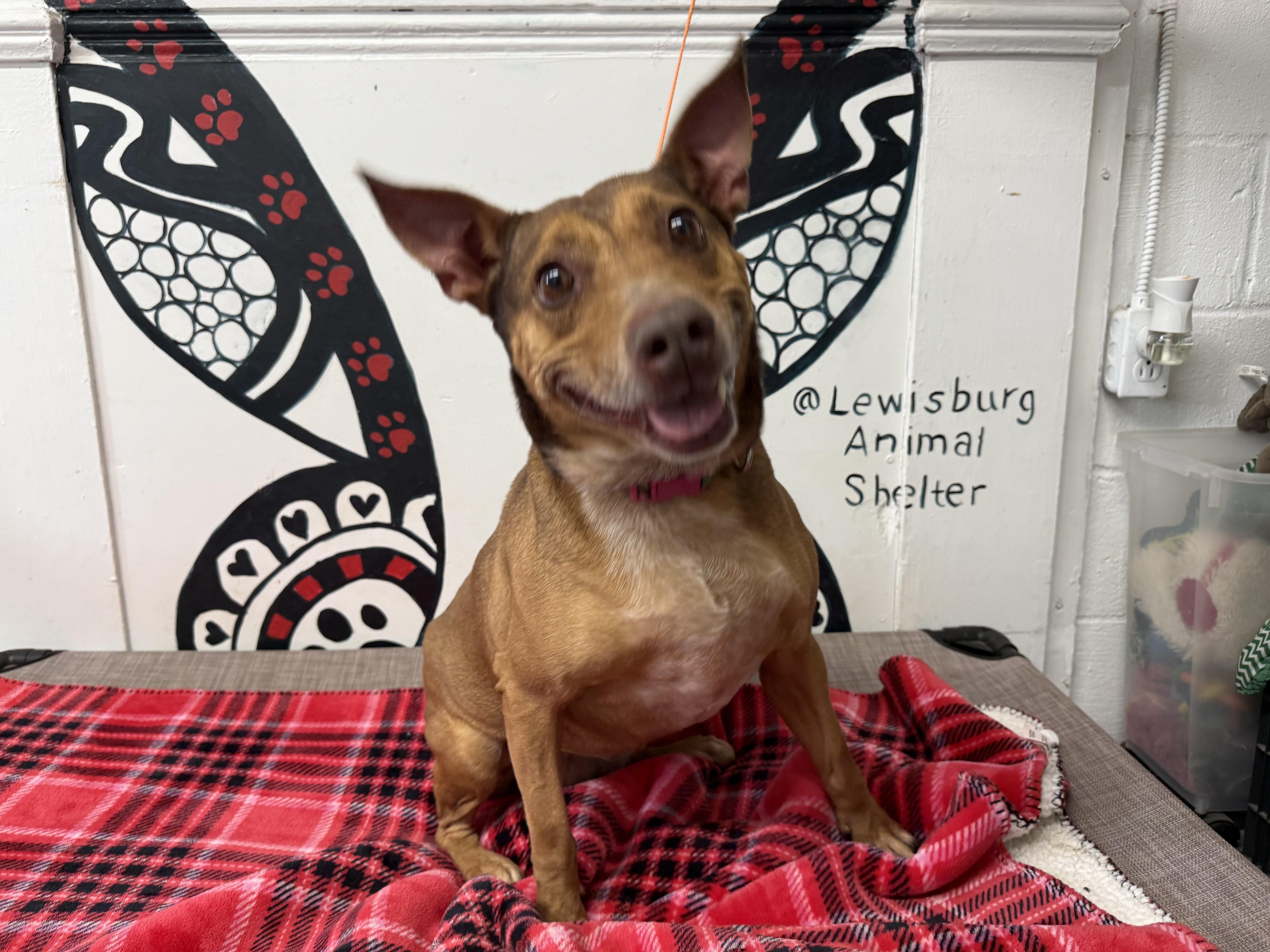 Daiquiri thumbnail 2