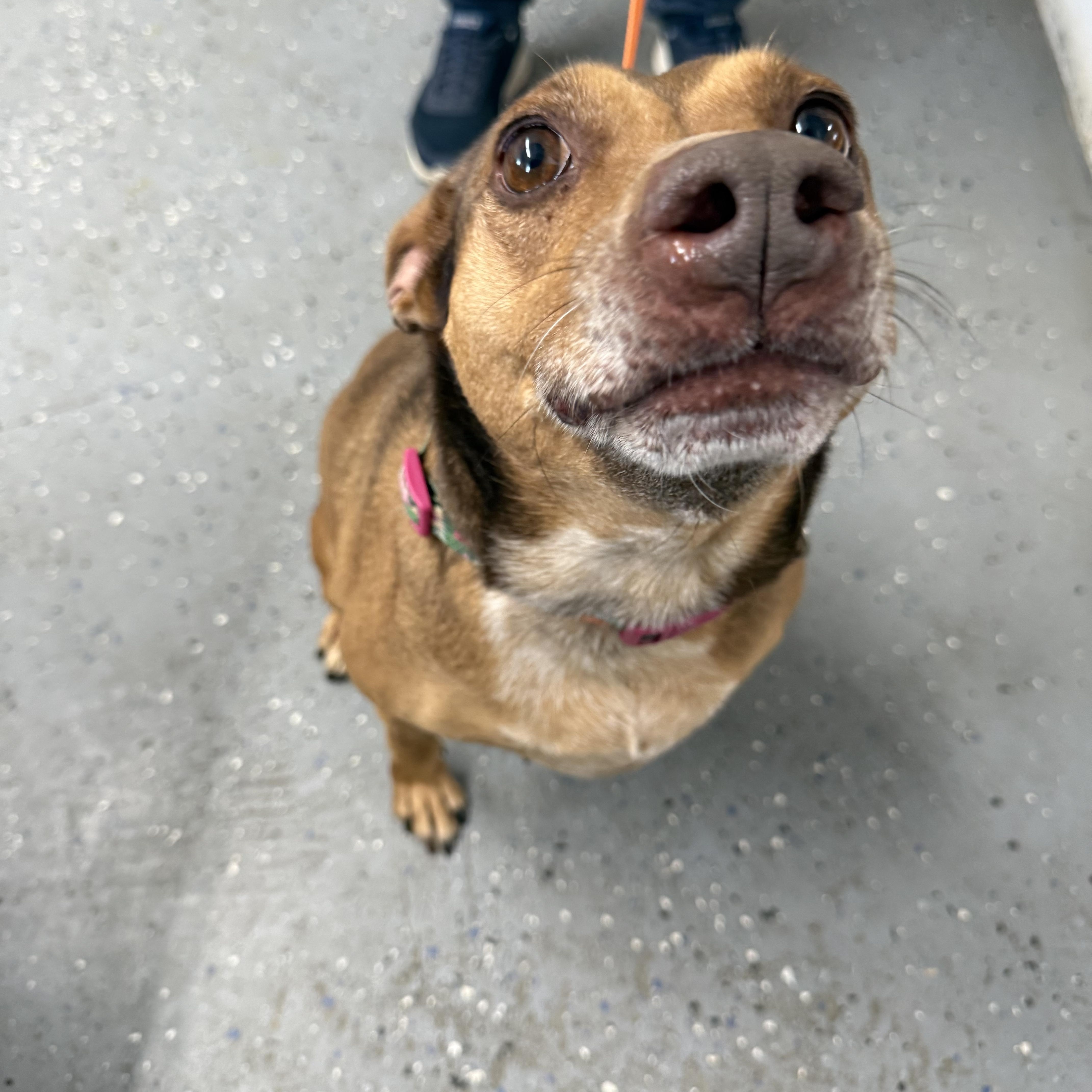 Daiquiri thumbnail 3