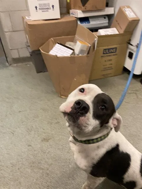 A young medium-sized male Mixed Breed dog named Bubby for adoption in Dallas, TX