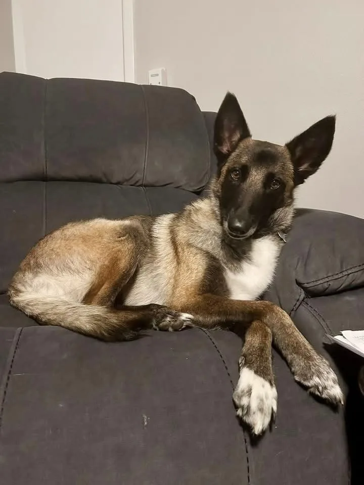 A young medium-sized female Tricolor (Brown, Black, & White) English Shepherd dog named Miss Bowie for adoption in Richardson, TX