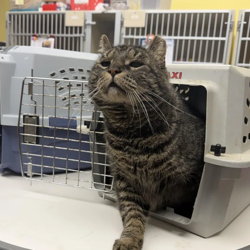 An adult extra large-sized male Black Domestic Short Hair cat named Tony for adoption in Hamburg, NY