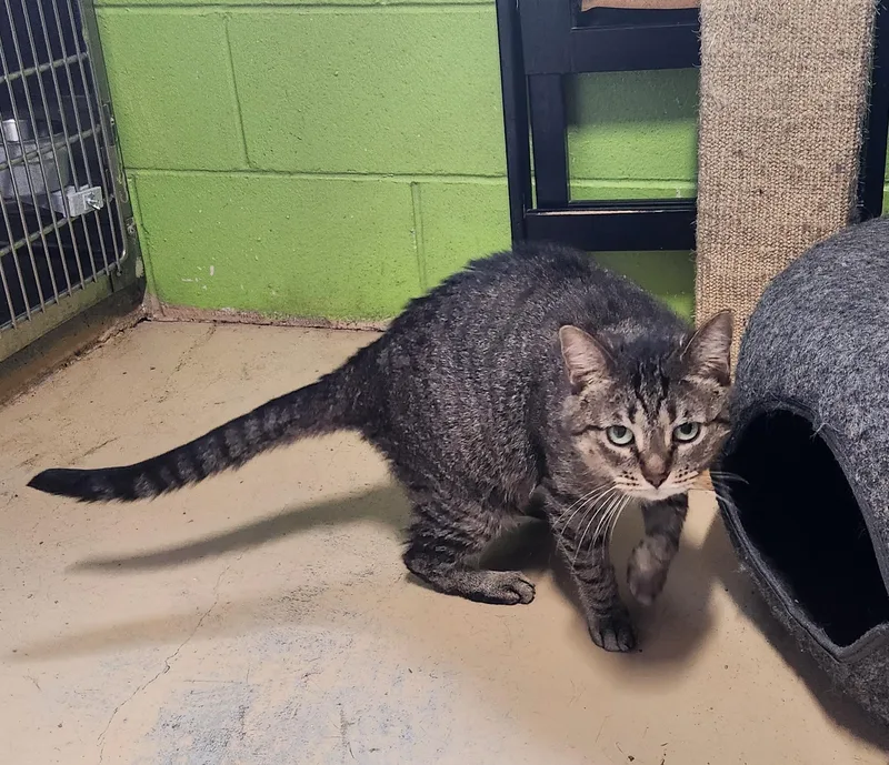 An adult medium-sized female Tabby (Brown / Chocolate) Domestic Short Hair cat named Diana for adoption in Bolingbrook, IL