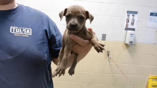 A baby small-sized female Pit Bull Terrier dog named Blossom for adoption in Tulsa, OK