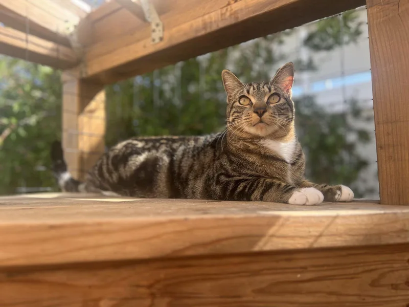 A young medium-sized male Domestic Short Hair cat named Basil for adoption in Walnut Creek, CA