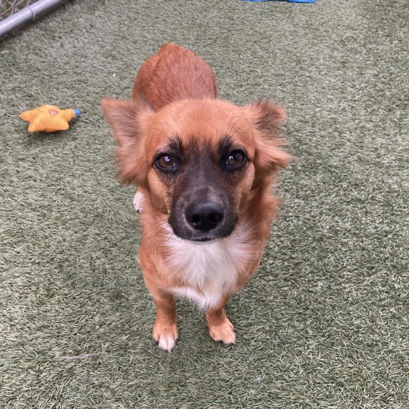 A young small-sized female Spaniel dog named Wilma for adoption in Long Beach, CA