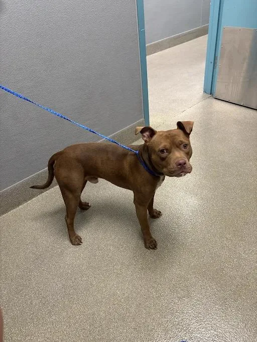 A young small-sized male Pit Bull Terrier dog named Chico for adoption in Las Vegas, NV