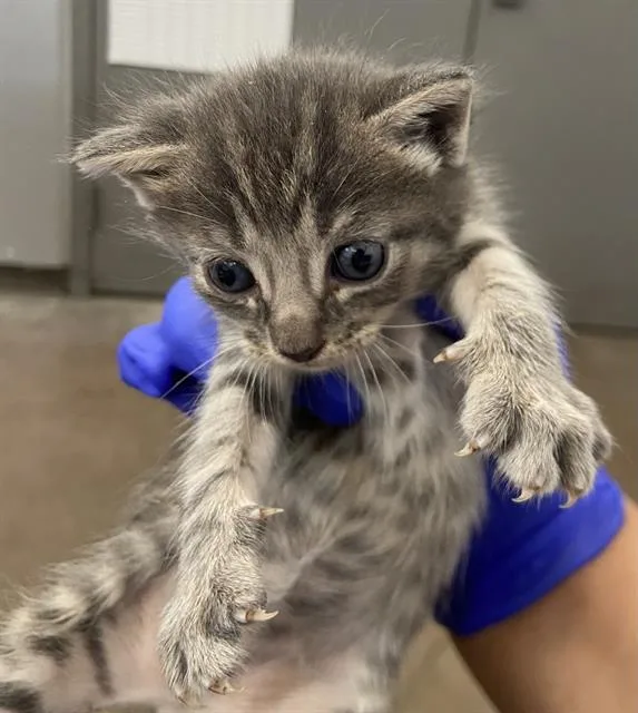 A baby medium-sized male Domestic Short Hair cat named Merlin for adoption in Dallas, TX