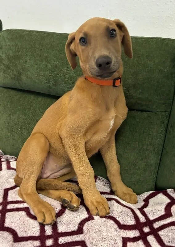 A baby large-sized female Doberman Pinscher dog named Debbie Jailinksi Addams for adoption in Van Nuys, CA