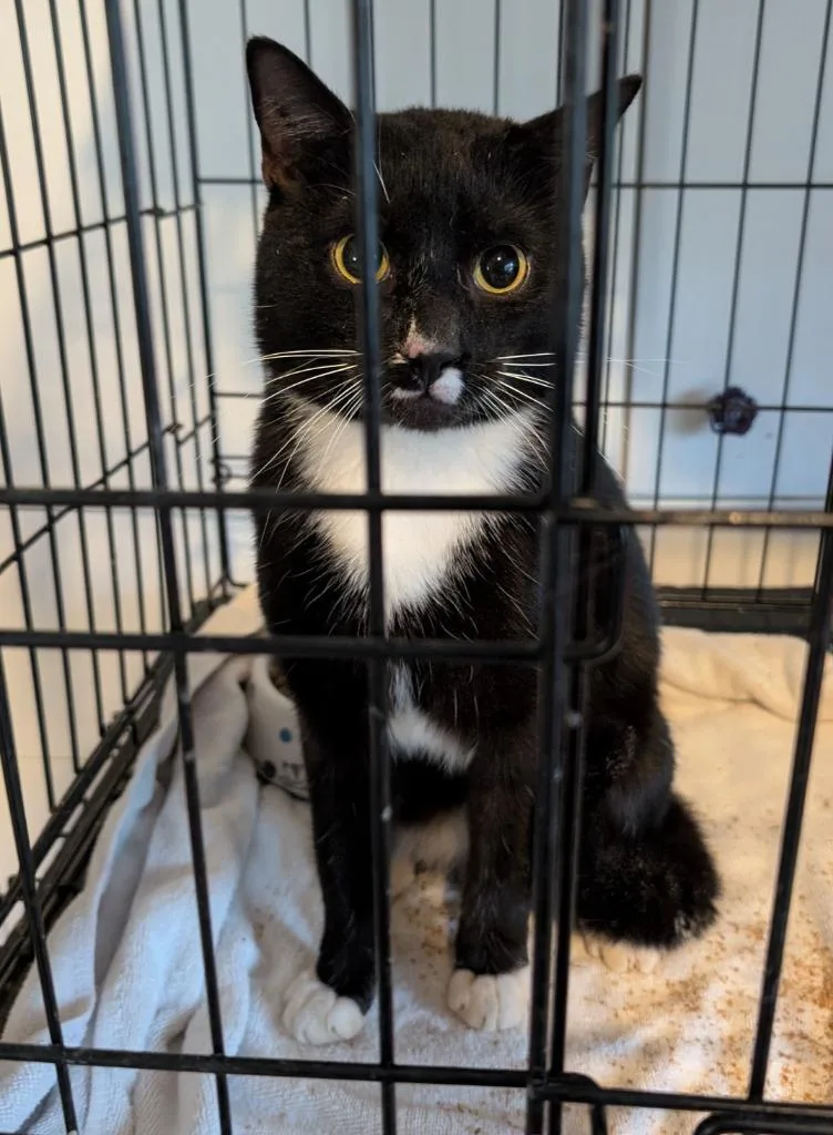 A young medium-sized male Domestic Short Hair cat named Jerry for adoption in Evans, GA