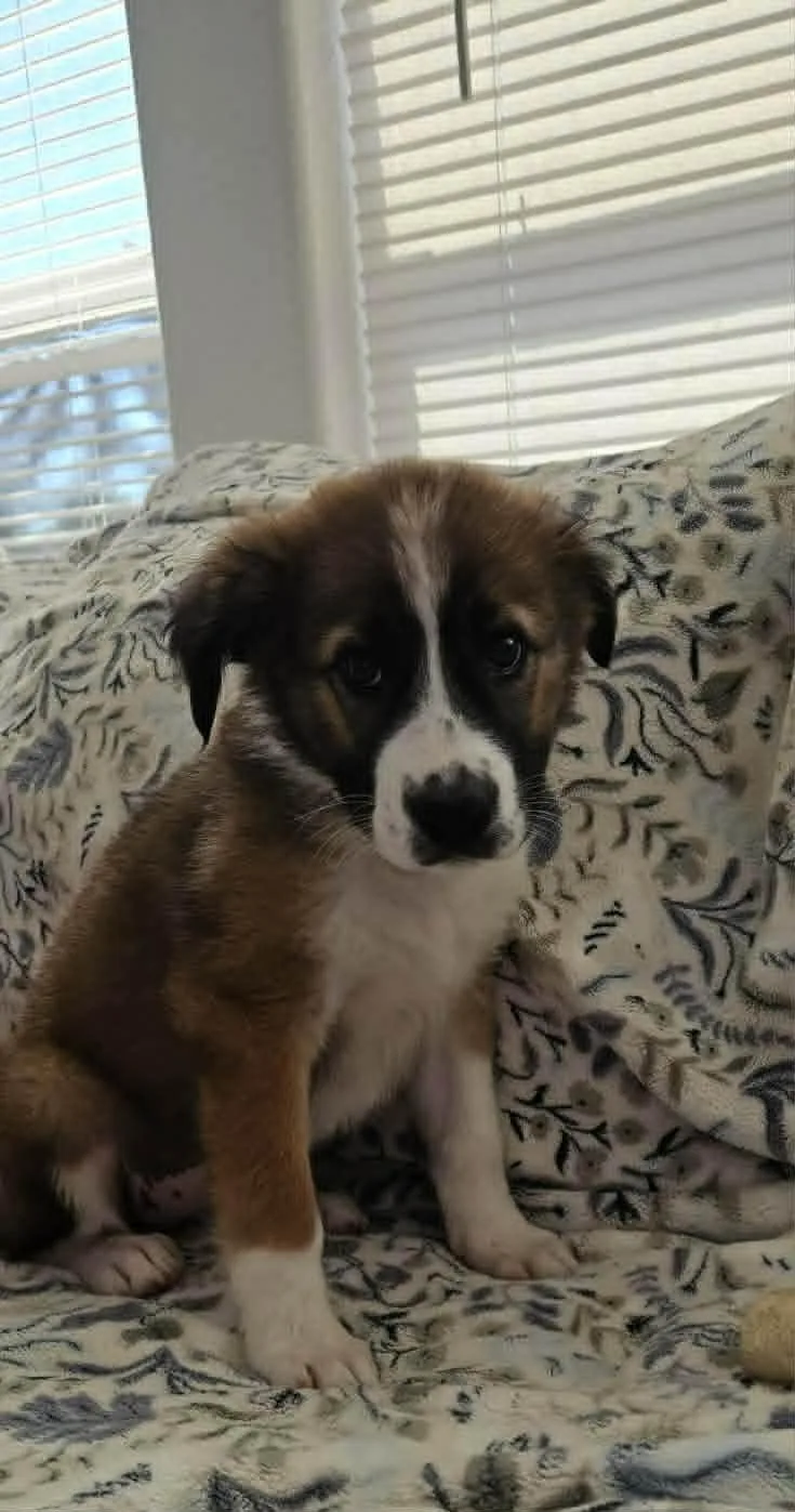 A baby medium-sized female Saint Bernard dog named Freyja for adoption in Media, PA