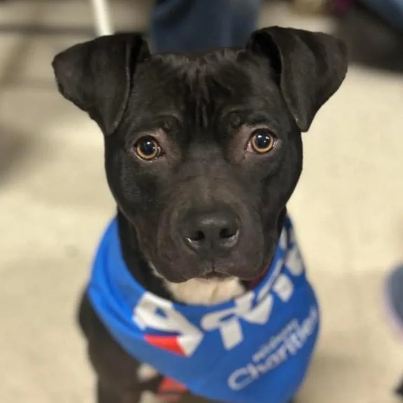 An adult medium-sized female Black Mixed Breed dog named Leah for adoption in Hazard, KY
