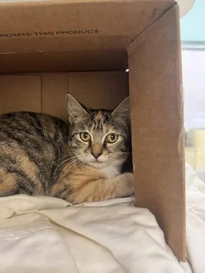 A young small-sized female Domestic Short Hair cat named Lioness for adoption in Vero Beach, FL