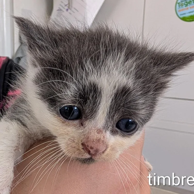 A baby small-sized male Gray / Blue / Silver Domestic Short Hair cat named Timbre for adoption in Chapel Hill, NC