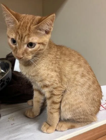 A baby medium-sized male Domestic Short Hair cat named Recruit for adoption in Chamblee, GA