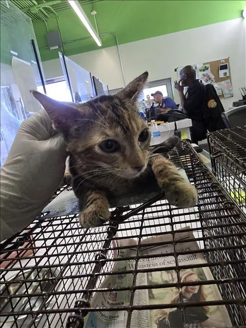 An adult small-sized female Domestic Short Hair cat named Hershey for adoption in Los Angeles, CA