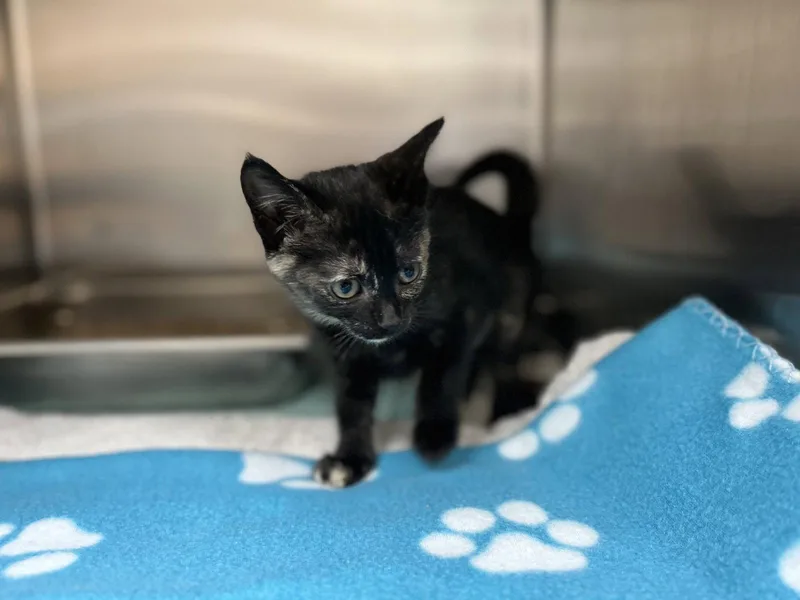 A young medium-sized female Domestic Short Hair cat named Sonata for adoption in Hilton Head Island, SC
