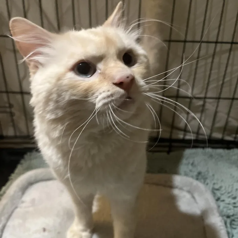 An adult small-sized male Flame Point Domestic Medium Hair cat named Jenae Berwyn for adoption in Chicago, IL