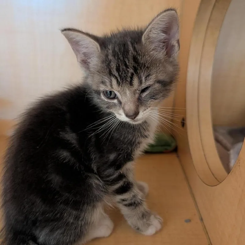 A baby small-sized male Brown / Chocolate Domestic Short Hair cat named Blender for adoption in Washington Township, OH