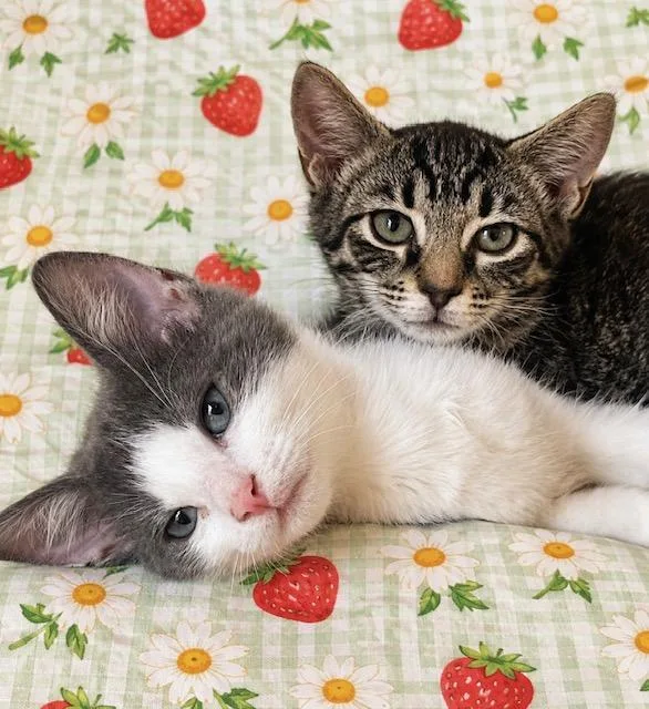 A young medium-sized male Gray & White Domestic Short Hair cat named Tater for adoption in Gainesville, GA