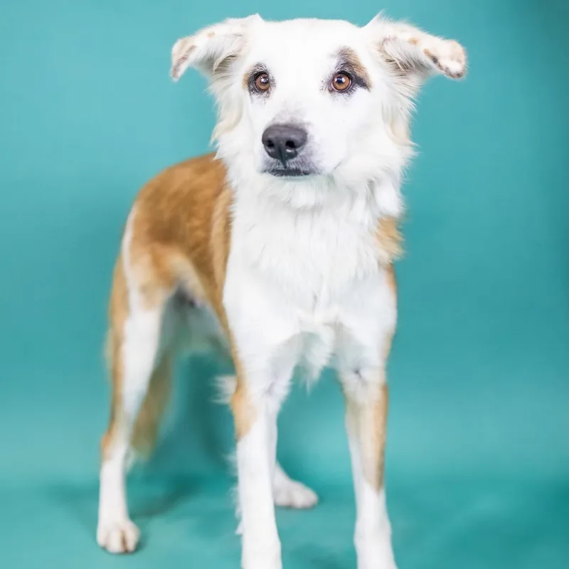 An adult medium-sized female Yellow / Tan / Blond / Fawn Mixed Breed dog named Roxy for adoption in Portland, OR