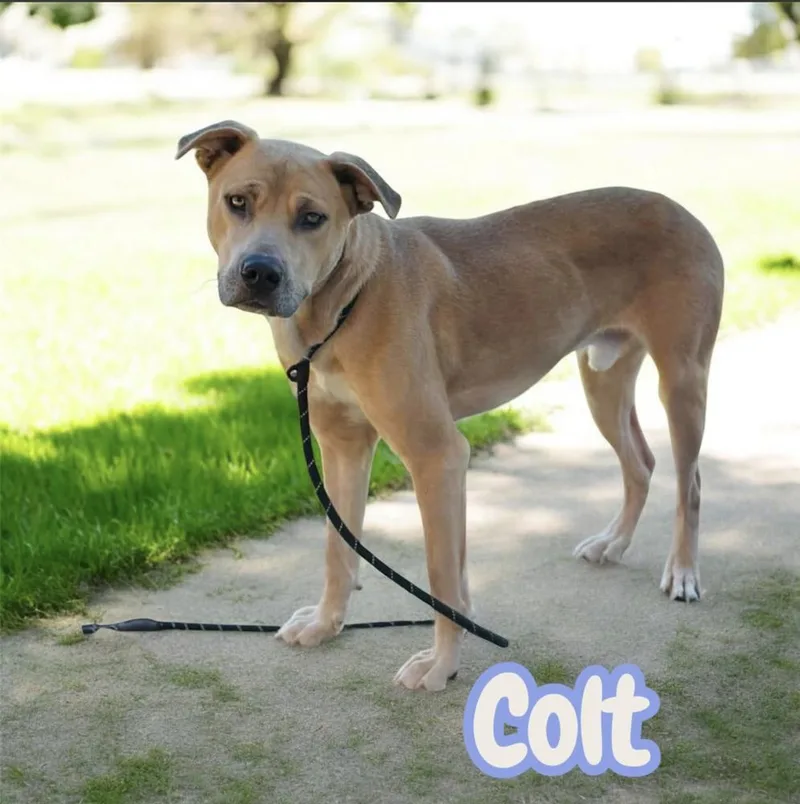 Colt thumbnail 5