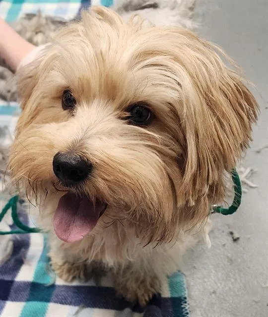 An adult small-sized male Yorkshire Terrier dog named Dennis for adoption in Peoria, IL