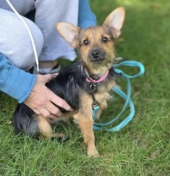 A baby small-sized female Yorkshire Terrier dog named Uta for adoption in Orland Park, IL