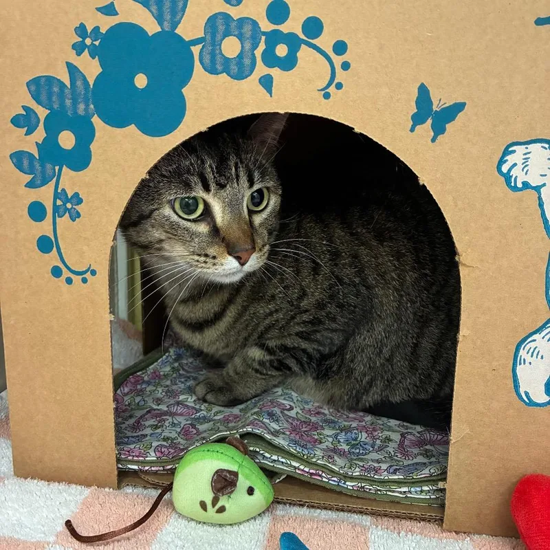 An adult large-sized female Brown / Chocolate Domestic Short Hair cat named Lola for adoption in West Olive, MI