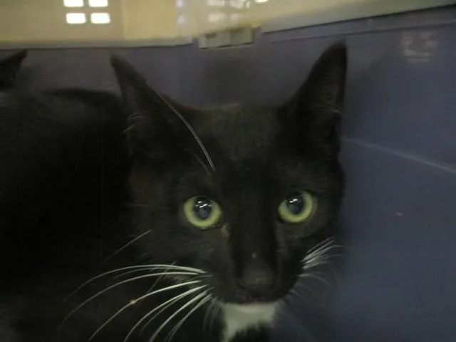 A baby small-sized male Domestic Short Hair cat named Alexander for adoption in Ocala, FL