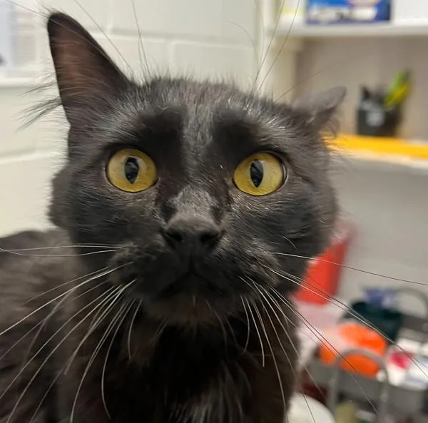 An adult medium-sized female Domestic Medium Hair cat named Maxine for adoption in Golden, CO