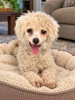 A young small-sized female Poodle (Toy) dog named Shannon for adoption in Tifton, GA